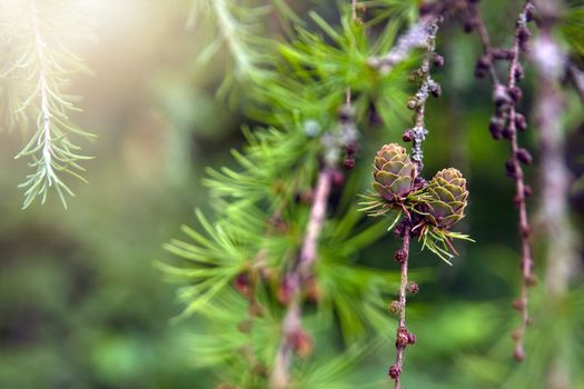 Japanese larch. Fresh green leaves of Japanese larch, Larix kaempferi in summer. Larch cones on a branch