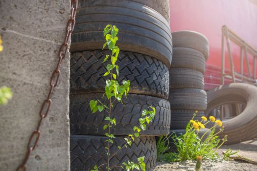 Ecological catastrophy. Environmental pollution. Old tires are thrown away, flowers grow nearby. The concept of pollution of nature