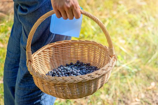 Picking blueberries. A woman walks early in the morning through the forest, picking blueberries. Basket with blueberries in hand