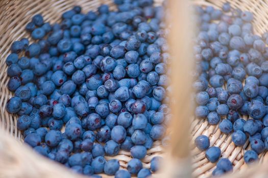 Basket with blueberries close-up. Berry picking season. Collect blueberries in a basket.