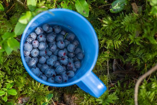 Blueberry picking season. Basket with ripe blueberries in the forest. A mug full of ripe juicy wild blueberries as a concept for picking summer berries in the forest.