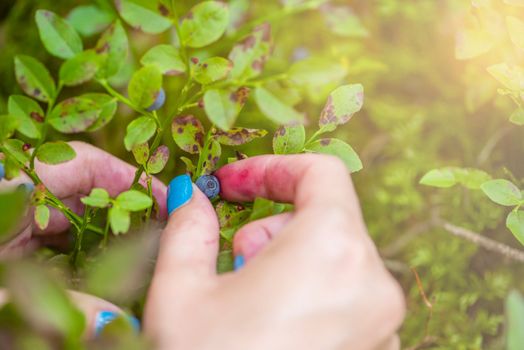 Pick blueberries. A woman gathers wild blueberries in the forest. Close-up hand picks a blueberry from a bush