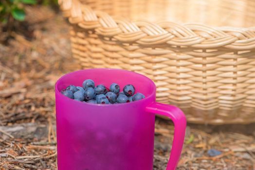 Blueberry picking season. Basket with ripe blueberries in the forest. A mug full of ripe juicy wild blueberries as a concept for picking summer berries in the forest.