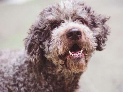 funny hairy terrier dog in the mood