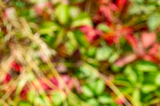 Colorful red green natural bokeh. Blurred background of a forest clearing in the bright sun.