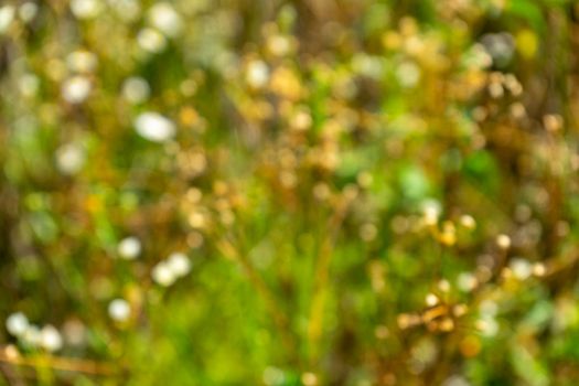 Colorful blurred bokeh on summer sunny meadow.