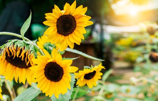 Four yellow sunflowers in a garden, Close up of four beautiful sunflowers in a garden at sunset. Details of sunflowers and petals. Beautiful sunflowers in a natural garden on a sunny day