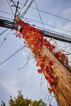 Image of Red vines and leaves grow up along telephone pole with view from below