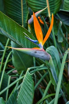 Image of Up close vertical detail of Orange Bird of Paradise flower