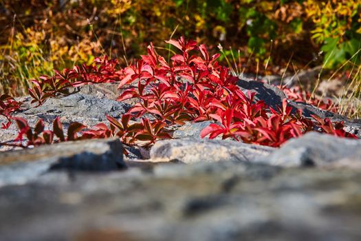 Image of Looking down stone wall with red-leafed vines in fall growing up