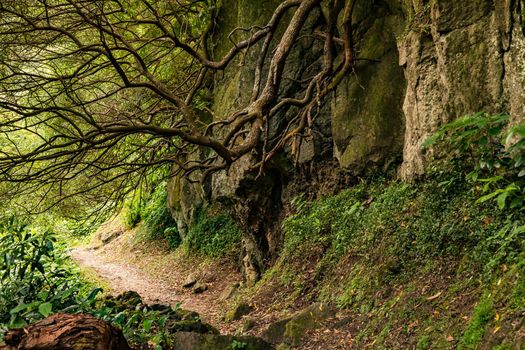 A mysterious footpath through the subtropical forest of the island of Sao Miguel in the Portuguese Azores Islands