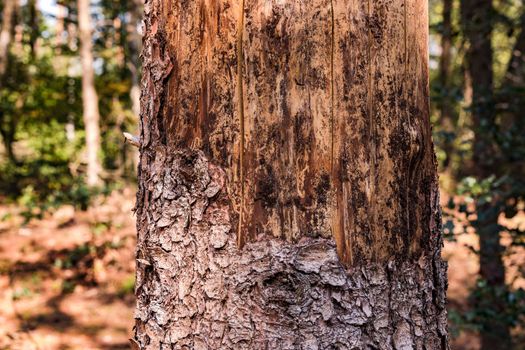 Dying tree in a spruce forest in Germany