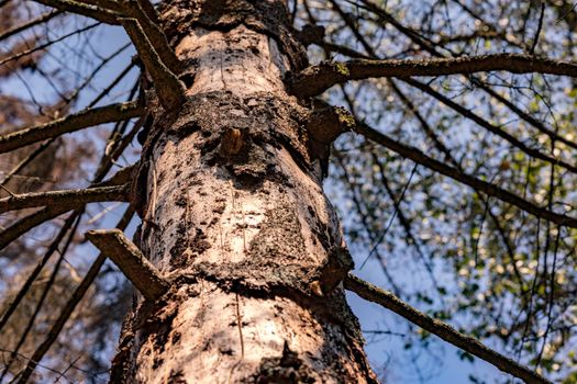 Dead pine without bark in a spruce forest in Germany