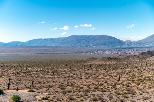 Cacti in the mountain landscape of South America. 