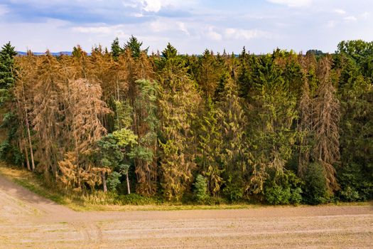 A partially dead spruce forest in the heart of Europe