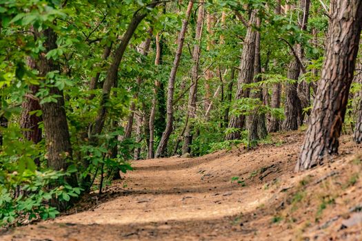 Magical landscape with a lot of trees along a forest path in a German natural reserve