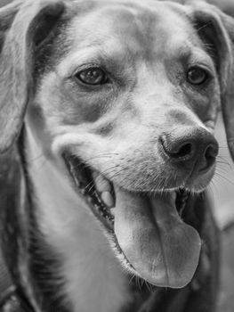 happy dog portrait - mixed race , outdoors