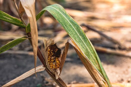 Stunted corn on the cob leads to losses for corn farmers