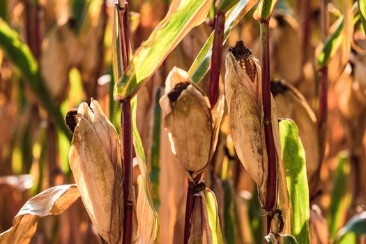 Ripe corn on the cob in the dry field are ready for harvest and forage processing