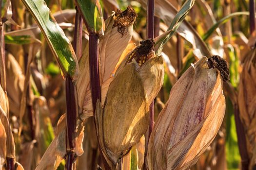 In Germany, the maize harvest is difficult after the hot summer and the drought