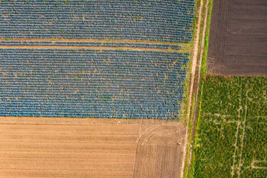 A dirt road separates colorful fields in the south of Germany, seen from above with a drone