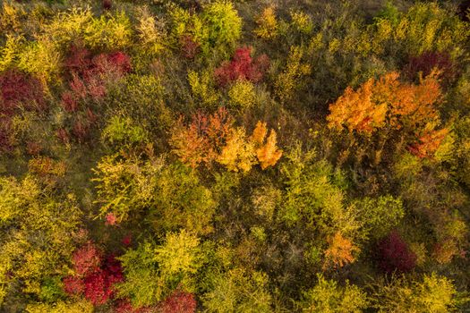 Drone image of individual yellow, orange and red deciduous trees in a mixed forest in Europe