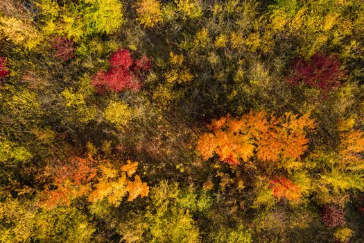 Aerial view of single yellow, orange and red deciduous trees in a mixed forest in Europe