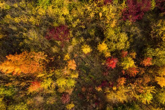 Deciduous forest with young and colorful trees is separated from several fields by a dirt road and recorded from above with a drone
