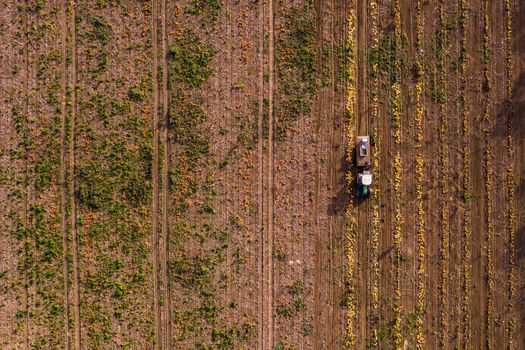 Many pumpkins and hokkaidos on a pumpkin field are harvested by a tractor photographed from the air