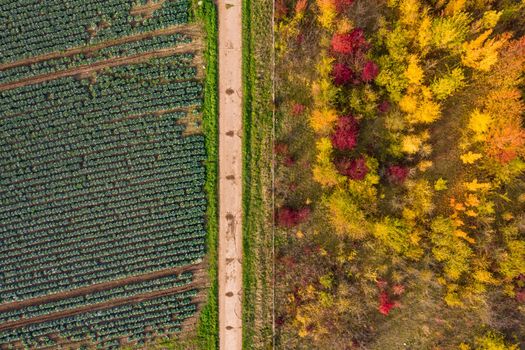 Colorful composition from nature with agriculture and autumnal deciduous forest