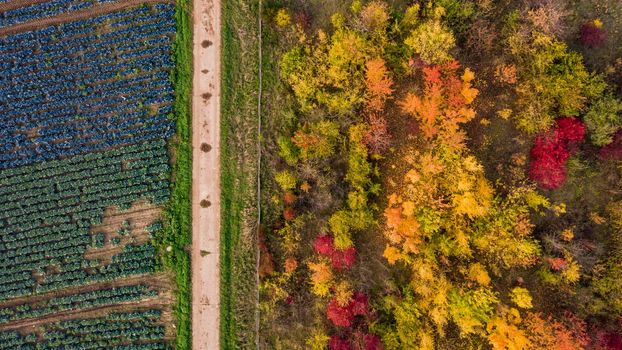 Colorful composition from nature with agriculture and autumnal deciduous forest