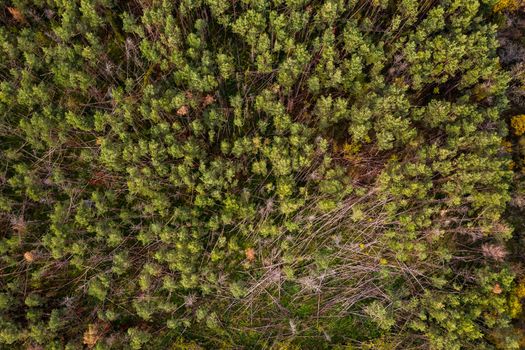 Dead spruce trees with brown branches in a forest in Germany taken directly from above