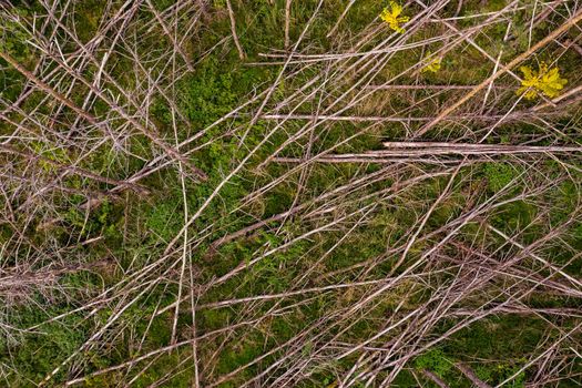 From a bird's eye view, sick tree trunks bend like mikado sticks or matches