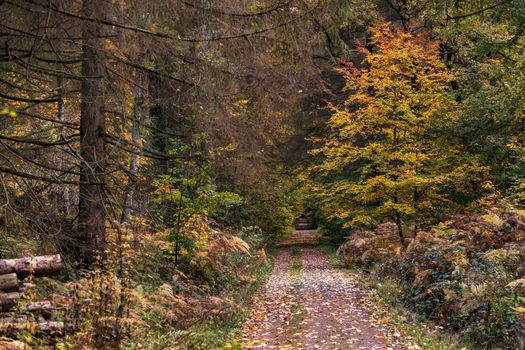 A lonely forest path with an autumn mood in continental Europe