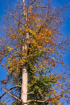 Striking deciduous tree against a blue sky in a mixed forest in autumn shows signs of disease from drought and climate change