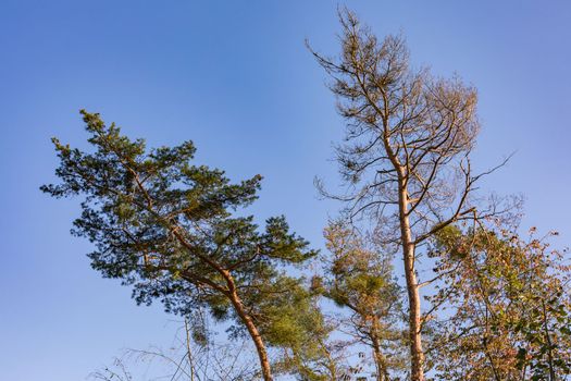 Striking trees against a blue sky in a mixed forest in autumn shows signs of disease from drought and climate change