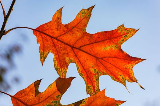 Backlit photo of an autumnal leaf with distinctive colors and shapes