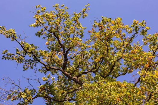 Striking German oak against a blue sky in a mixed forest in autumn with green, yellow and brown leaves