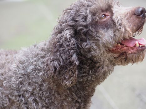 funny hairy terrier dog in the mood