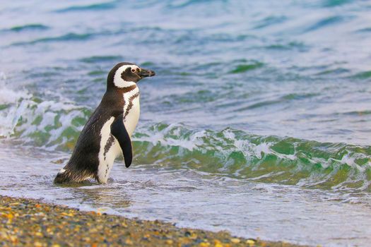 Cute Gentoo Penguins in Tierra Del fuego, Ushuaia, Argentina South America