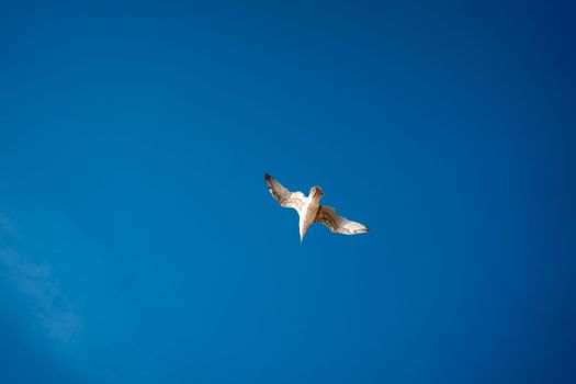 Seagull flying high on the wind. flying gull. Seagull flying on beautiful blue sky low angle view