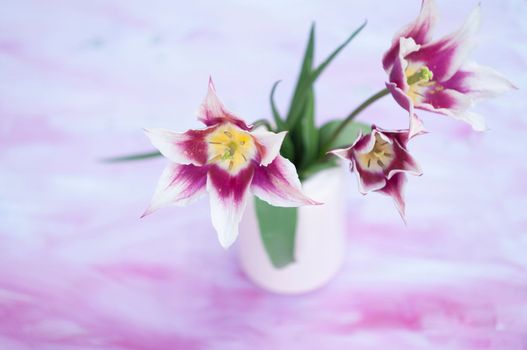Delicate pink tulips in a vase, spring still life, minimalist, floral background. High quality photo