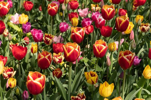 spring flower beds of blooming colorful pink purple tulips in a large park, High quality photo