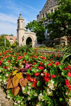 Image of Detail of red flowers by Sample Gates college campus entrance at Bloomington Indiana University