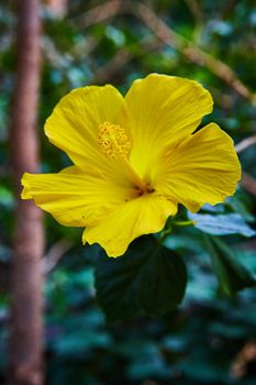 Image of Detail of beautiful yellow flower in full bloom in forest
