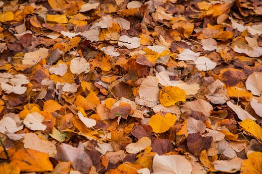 Colorful foliage on the ground indicates that autumn and the cold season have come