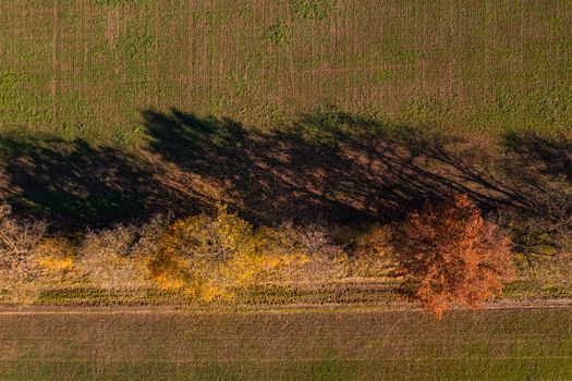 The autumn colors of a row of trees between two fields seen from above