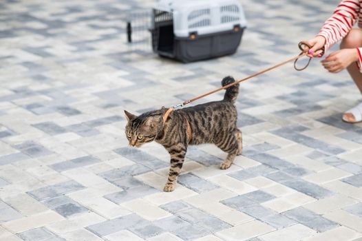 A gray striped cat pulls its owner by the leash while walking outdoors