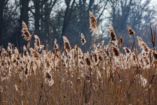 Striking reeds in the backlight selectively focused in front of a row of trees in the background