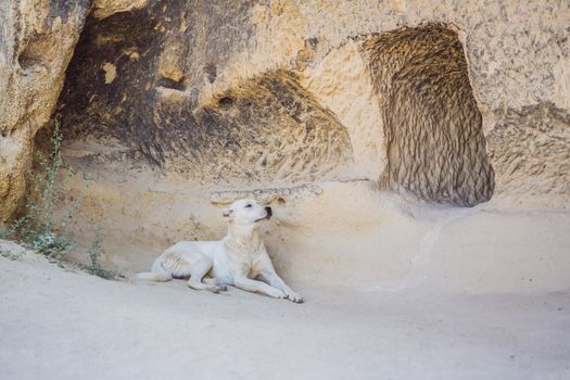 White dog on the background of the mountains of Cappadocia and cave houses. Turkey.